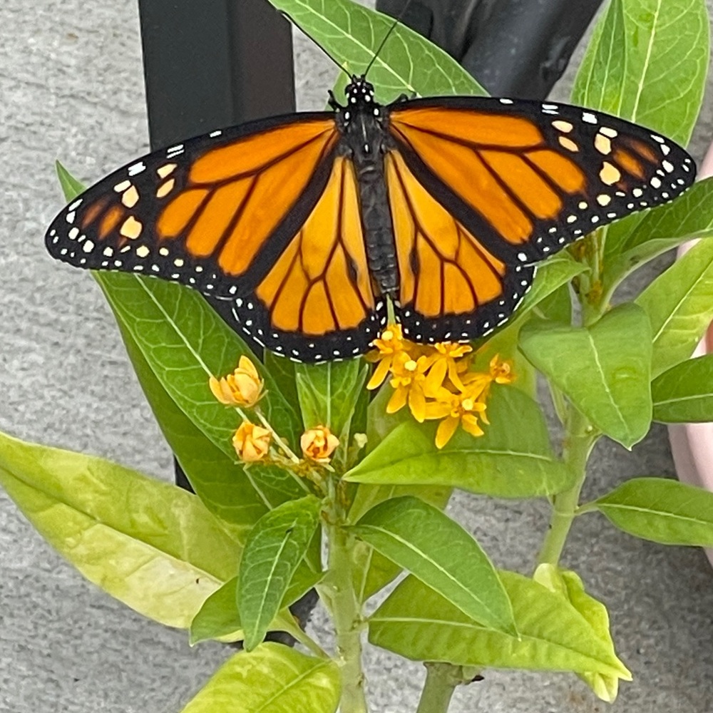 Yellow Milkweed Seeds (50 seeds) host plant for Monarch butterfly